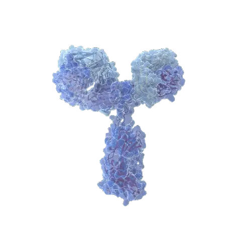 ART3 (Human) IP-WB Antibody Pair