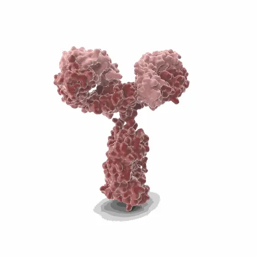 [GEN-ANTI-07] Gentaur Rat (11.23.22r) APC Mab Antibody